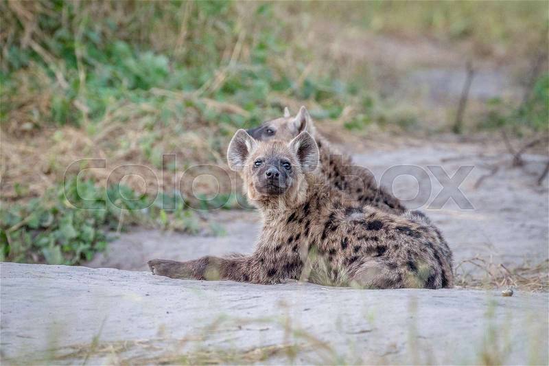 Young Spotted hyena starring at the camera in the Chobe National Park, Botswana, stock photo