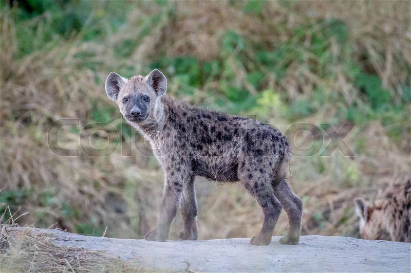 Young Spotted hyena starring at the camera in the Chobe National Park, Botswana, stock photo