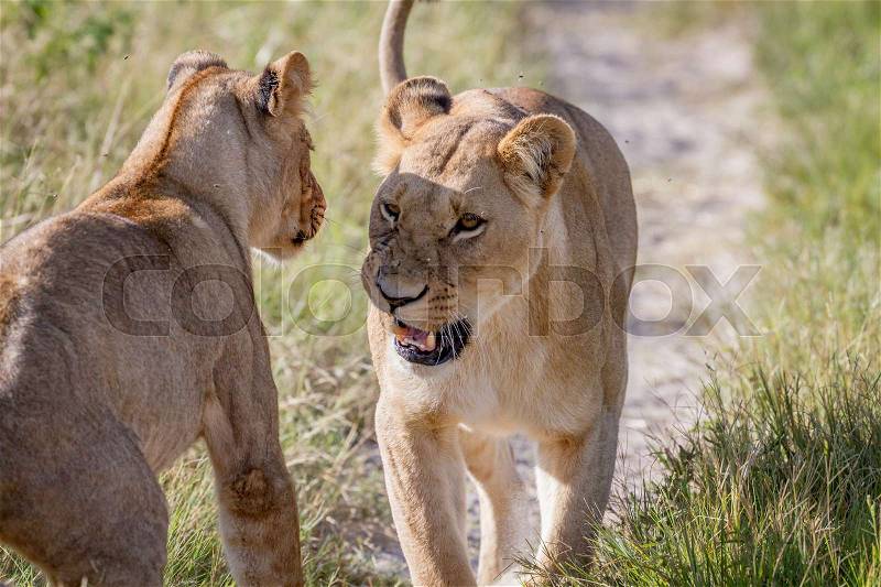 Two Lions having a little argument in the Chobe National Park, Botswana, stock photo