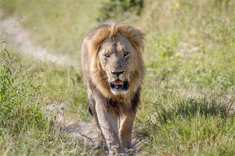 Big male Lion walking towards the camera in the Chobe National Park, Botswana, stock photo