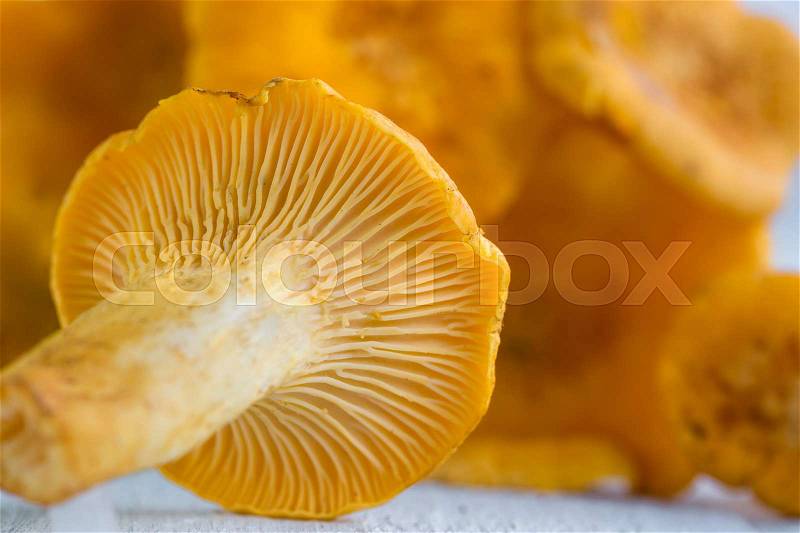 Fresh yellow mushrooms, macro, stock photo