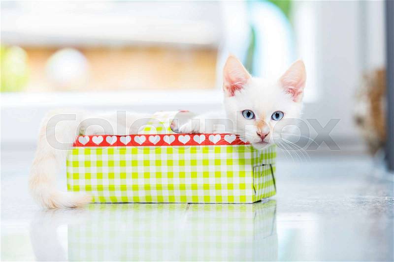 Cute kitten in holiday box looking into camera, stock photo