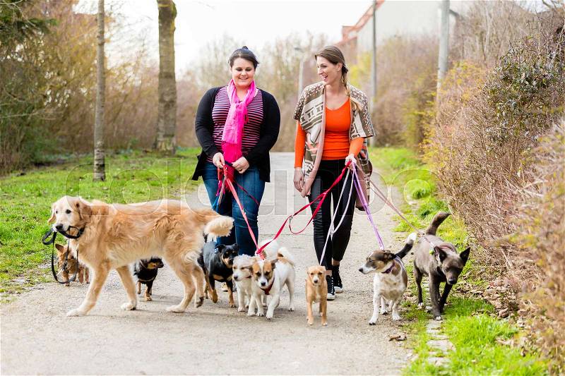 Dog sitters walking their customers in a park, stock photo