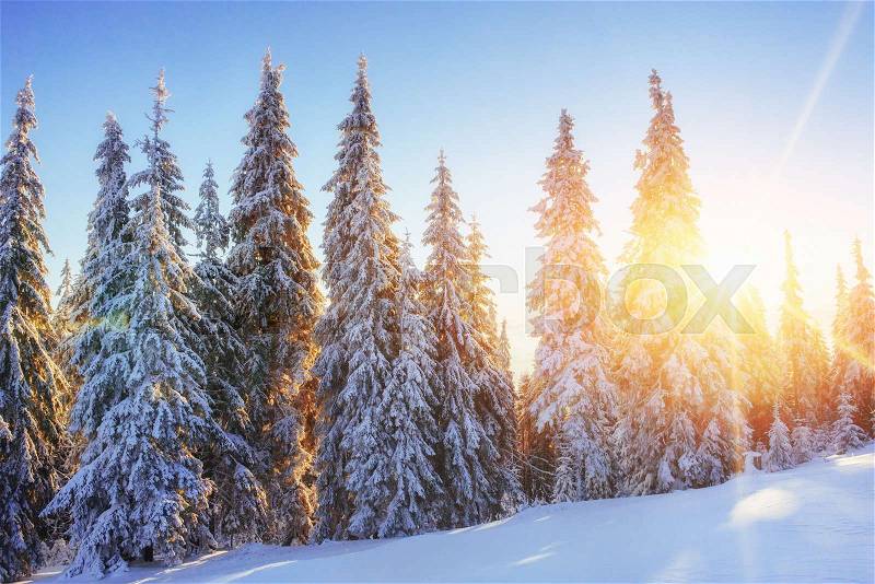 Mysterious winter landscape majestic mountains in winter sunset. Magical winter snow covered tree. Photo greeting card. Carpathian. Ukraine Europe, stock photo