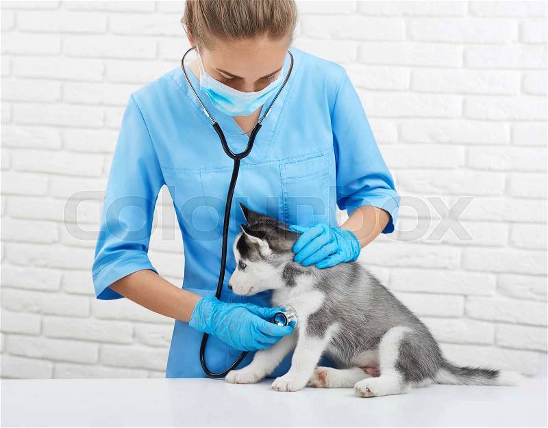 Portrait of young female veterinarian listening heart beat, caring about husky dog, like wolf with blue eyes. Doctor in blue uniform holding little puppy husky, who sitting on table. Vet concept, stock photo