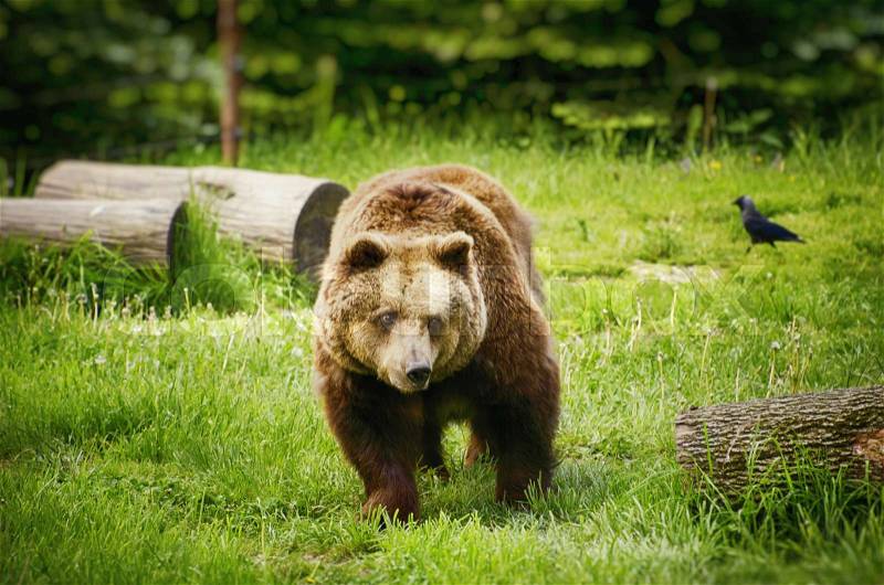 Single Brown Bear at Grass, Wildlife, stock photo