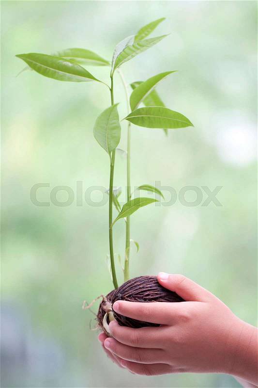 Hands holding young plant in hands on green background, stock photo