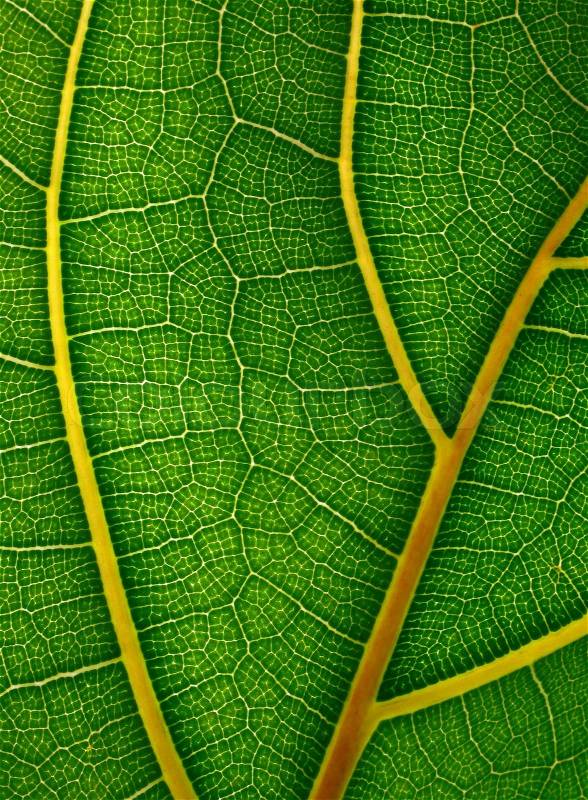 Leaf detail, stock photo