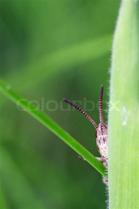 Hide-and-seek in animal nature, stock photo