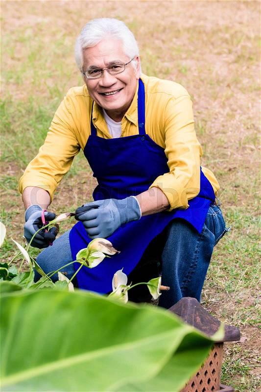 Portrait of active Asian elderly man smiling while pruning green plants cultivated in the garden , stock photo