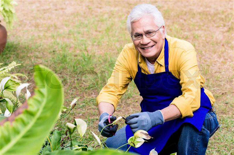 Portrait of active Asian elderly man smiling while pruning green plants cultivated in the garden , stock photo