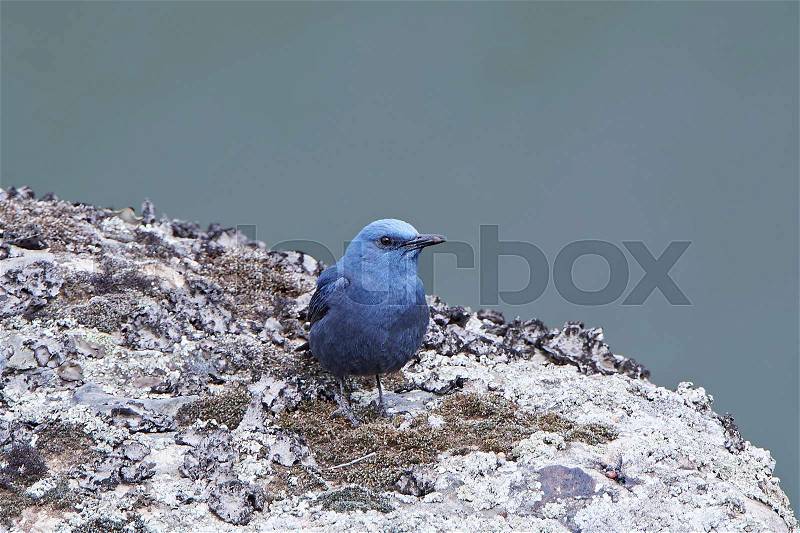 Blue Rock Thrush standing on a rock in its habitat, stock photo