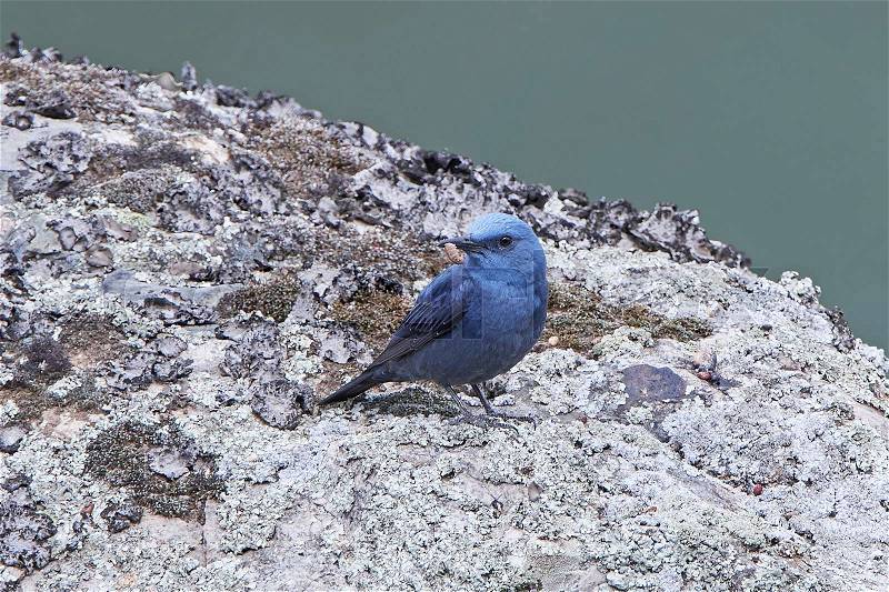 Blue Rock Thrush standing on a rock in its habitat, stock photo