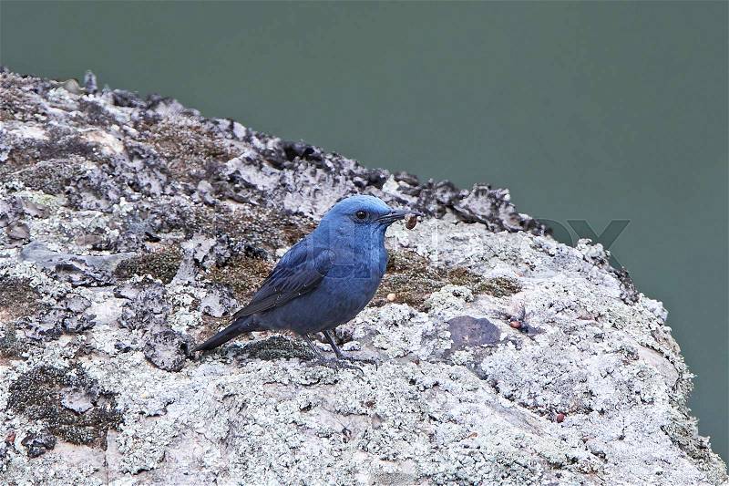 Blue Rock Thrush standing on a rock with food in its beak, stock photo