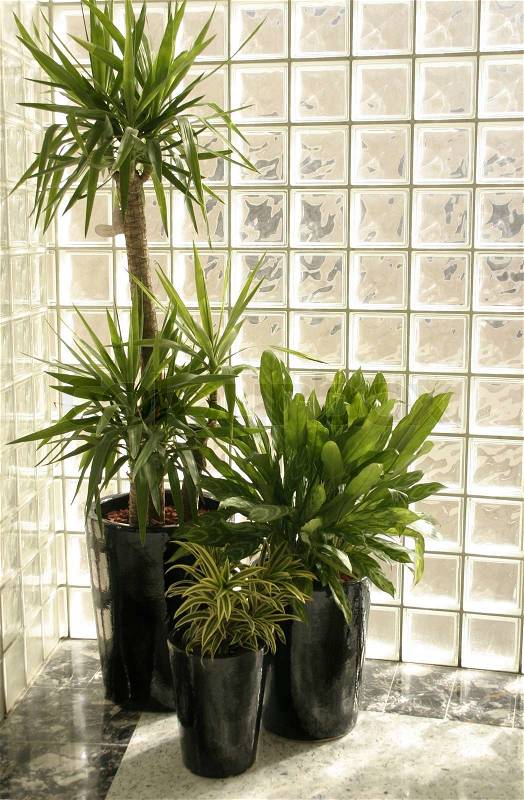 Indoor potted plants by a glass brick wall, stock photo