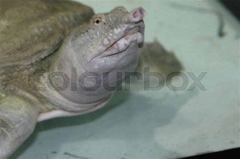Cute and very beautiful freshwater tortoise Trionics Chinese, stock photo