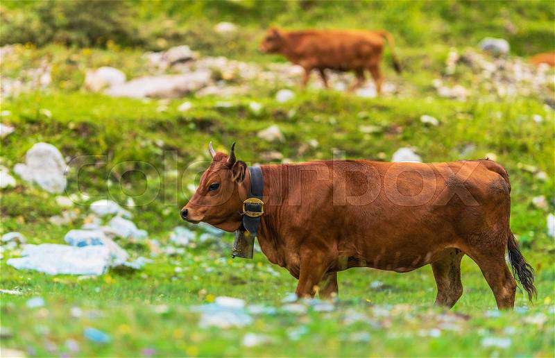 Cows on Side of the Mountain. Swiss Rocky Pasture. Switzerland Farming, stock photo
