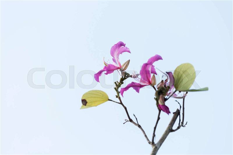 Orchid tree or Purple bauhinia over blue sky background, stock photo