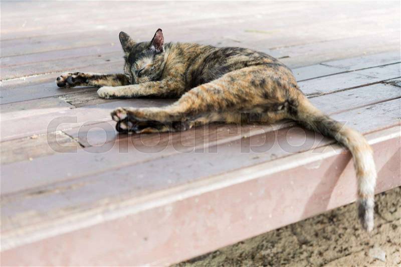 A cute calico cat sleep on wooden floor outdoors, stock photo