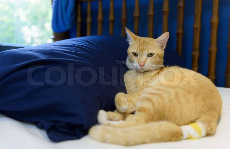 Sick yellow cat with bandage on tail rest in bedroom, stock photo