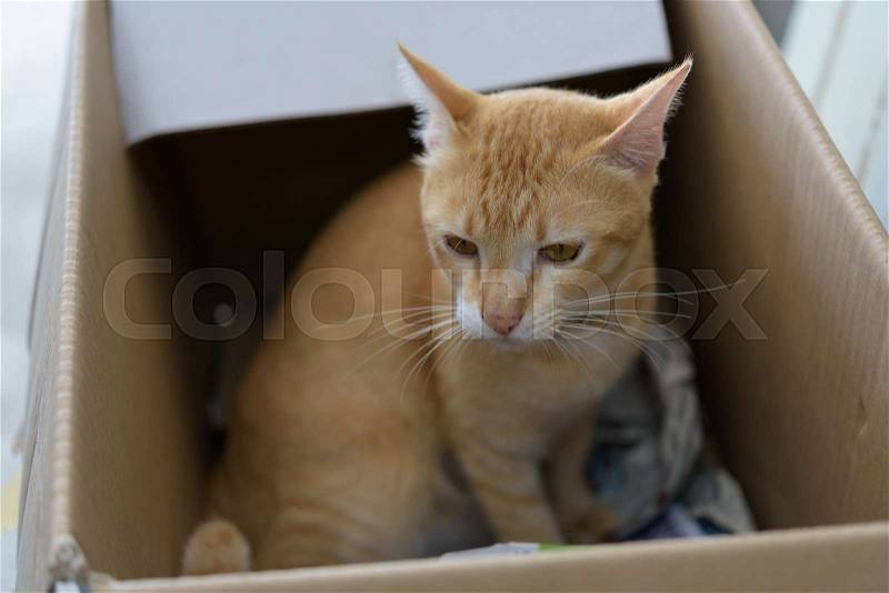 Yellow cat sit in brown paper box, stock photo