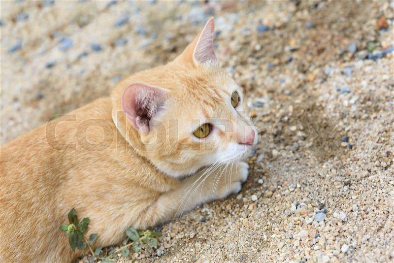 A cute yellow cat relax on sand outdoor, stock photo