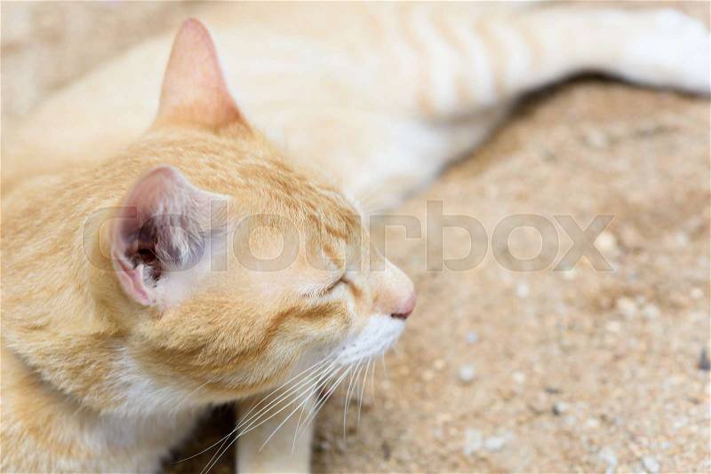 A cute yellow cat sleep on sand outdoor background, stock photo