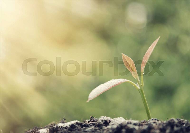 Success in business,watering young new born plant growing out of soil in sun light ,agriculture,retro effect, stock photo