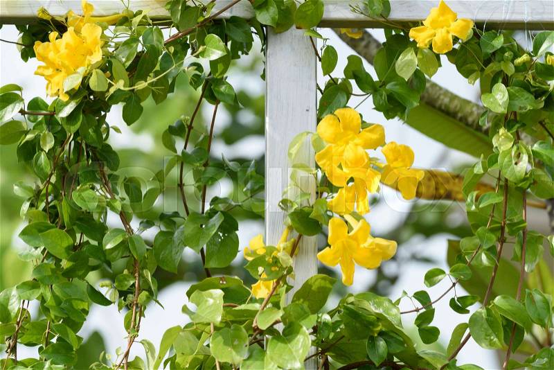 Metal fence with beautiful yellow flowers against summer blue sky background,Cat\'s Claw, Catclaw Vine, Cat\'s Claw Creeper plants, stock photo