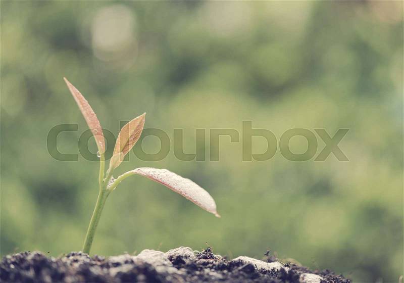 Success in business,young new born plant growing out of soil in sun light with water drop,agriculture,retro effect, stock photo