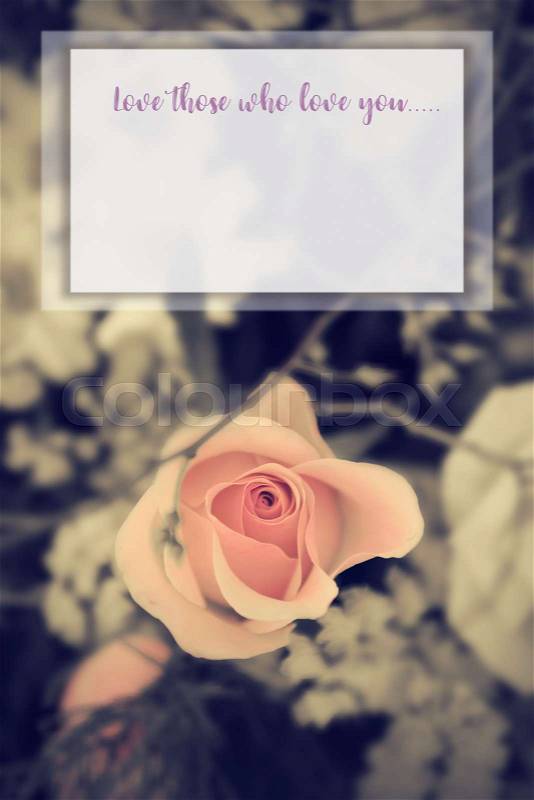 Quote about love message over rose flower background,retro filter, stock photo