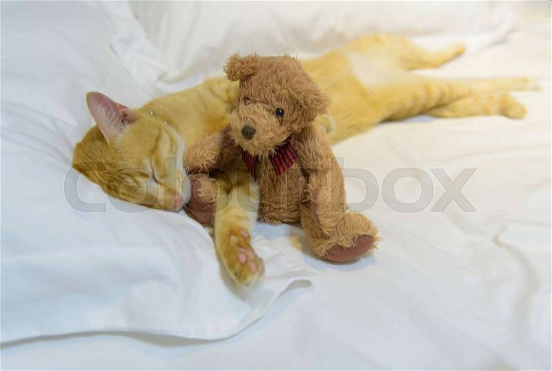 A cute yelllow cat sleep on white cozy bed with teddy bear, stock photo
