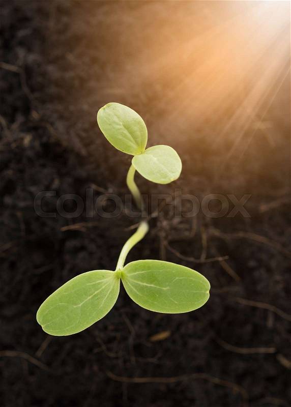 Small trees that grow as the business grows successfully,business success concept, stock photo