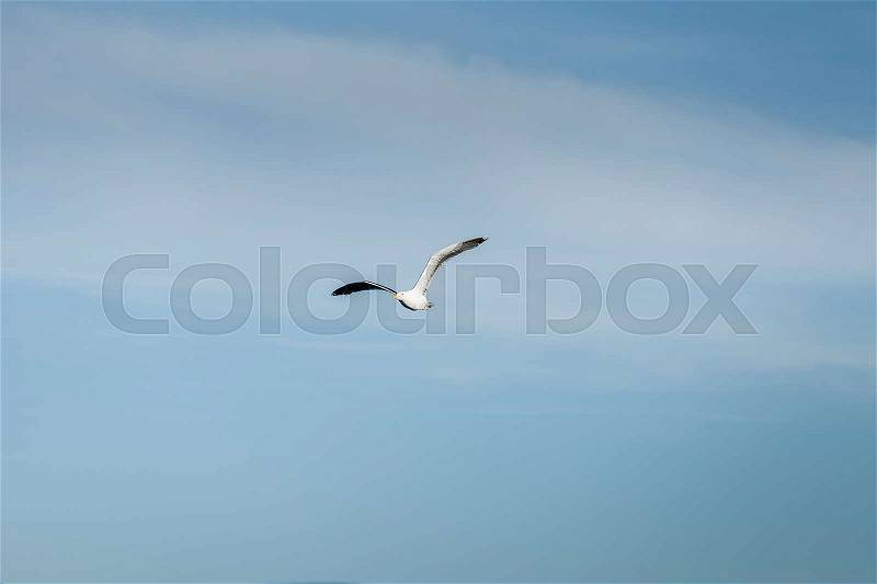 Seagull bird flying up in the sky. outdoor shot in norway. copy space, stock photo