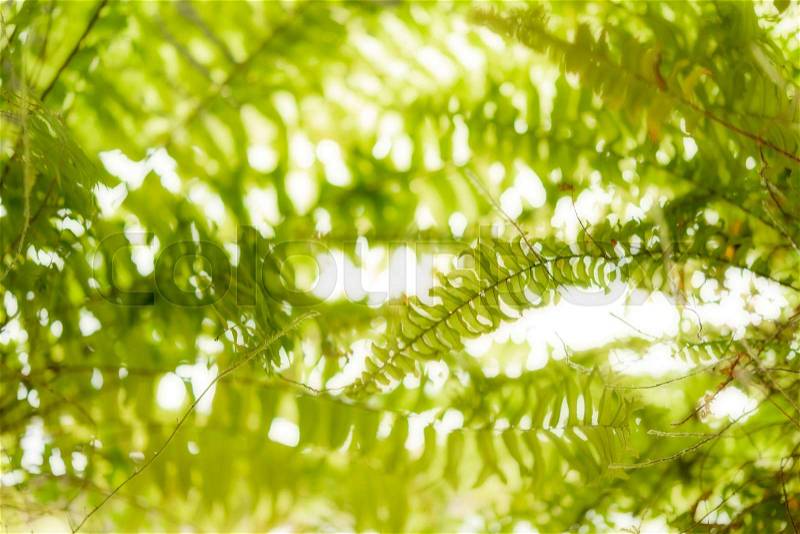 Nephrolepis cordifolia green leaf over white background,soft focus, stock photo