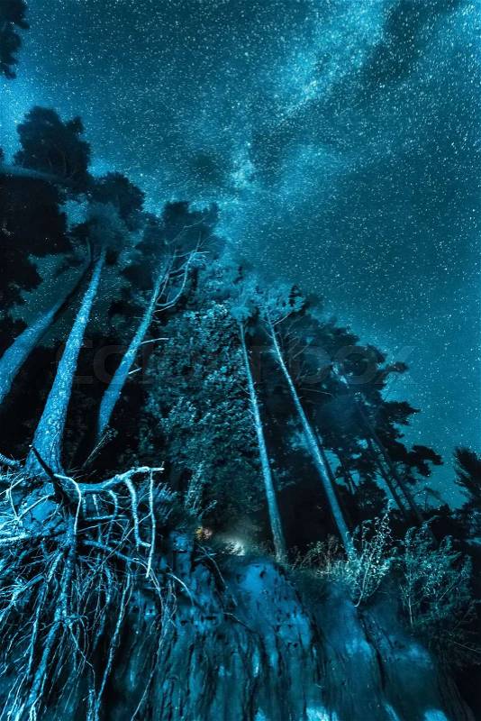 Night forest landscape on the bank under a sky with stars and Milky Way, stock photo