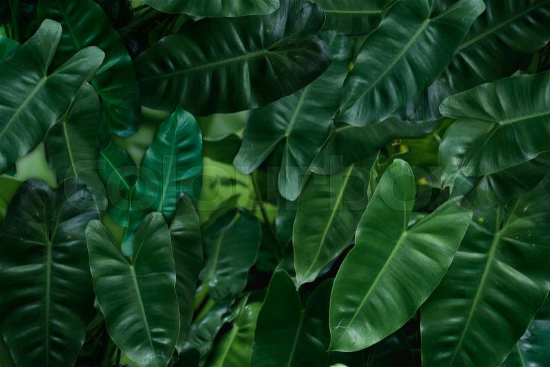 Tropical green leaves background with copy space for text,top view, stock photo