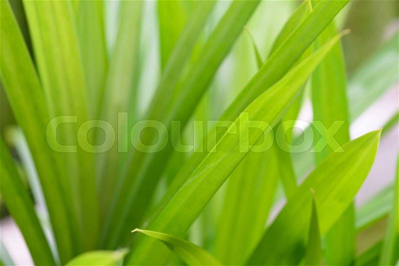 Tropical green leaves background with copy space for text,top view, stock photo
