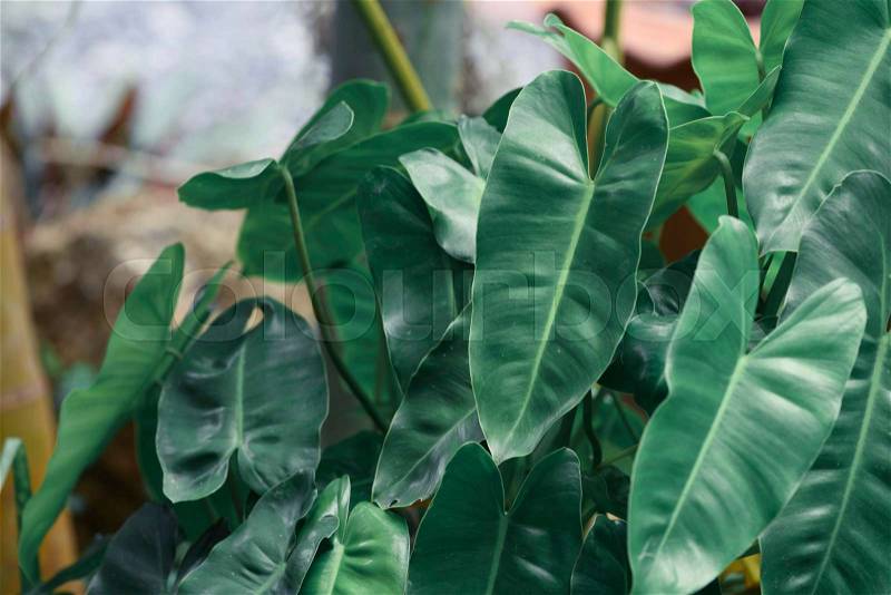 Philodendron green leaves background with copy space for text, stock photo