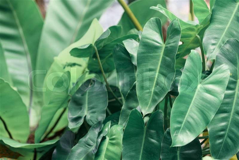 Philodendron green leaves background with copy space for text, stock photo