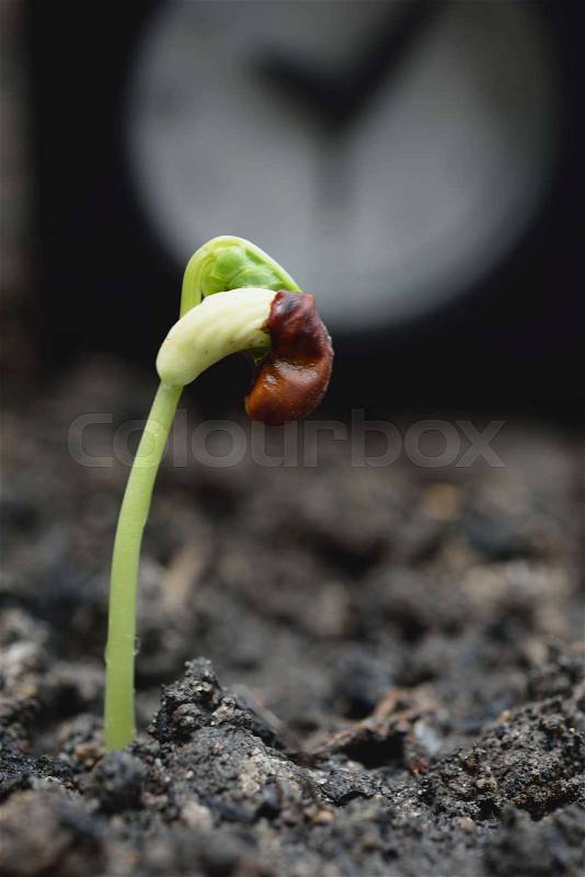 New plant growing out of soil with alarm clock background,success in business, stock photo