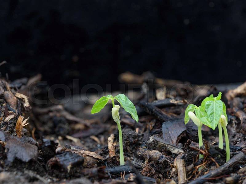 Small plant growing out of soil in Natural environment after rain, stock photo