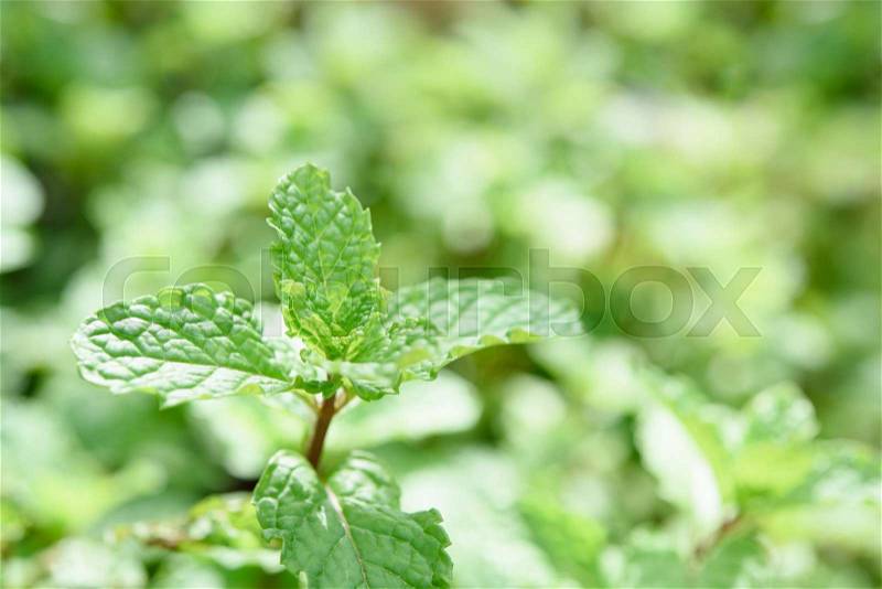 Fresh green mint plant textured background, stock photo