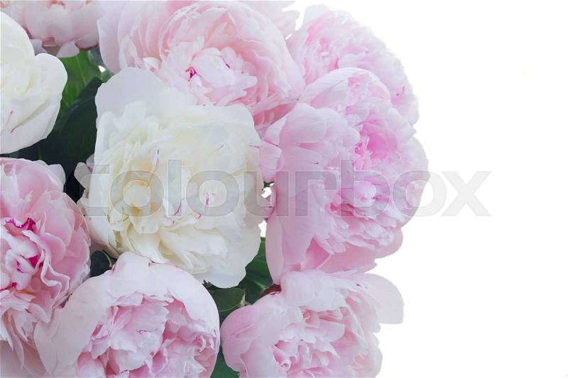 Fresh blooming peony flowers border colored in shades of pink isolated on white background, stock photo