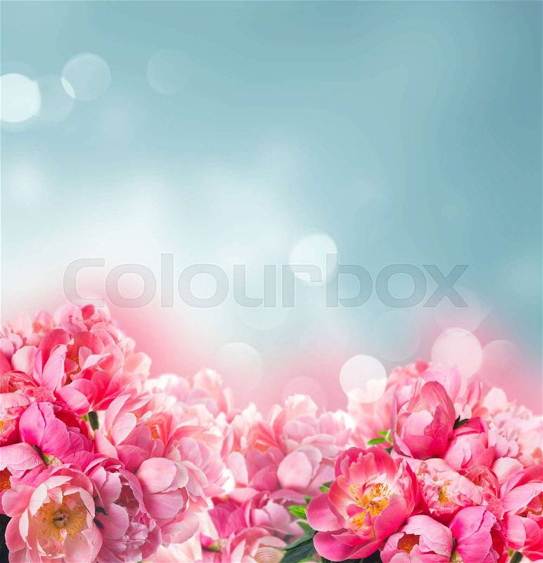 Fresh dark pink peony flowers border over blue bokeh background, stock photo