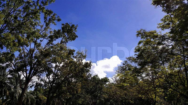 Sun ray on sky and trees background, stock photo