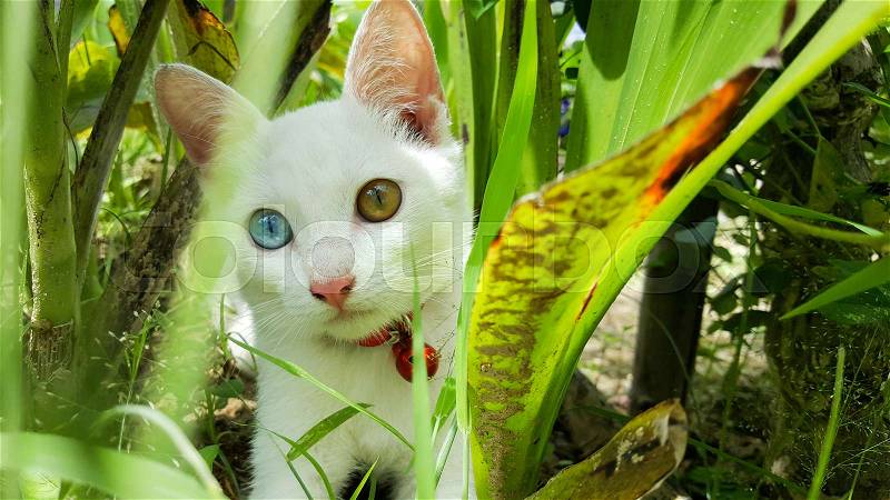 Cat with two color eyes blue and yellow in brushwood, stock photo