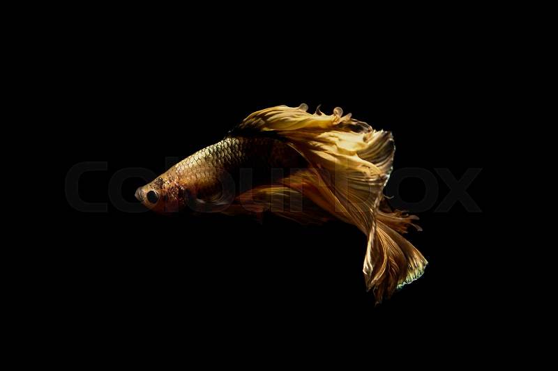 Betta fish, siamese fighting fish in thailand isolated on black background, stock photo