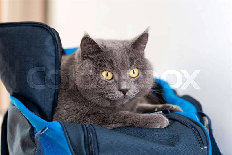 Cat in sports bag, close-up, stock photo