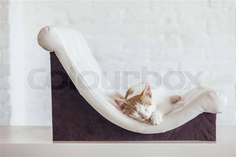 Kitten sleeps on small leather couch in white interior. Cozy furniture for pet. Cat\'s place organization at home, stock photo